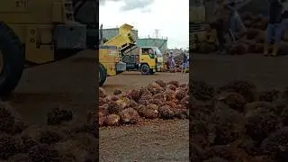 Skiil truck tukang gocil lagi #shorts