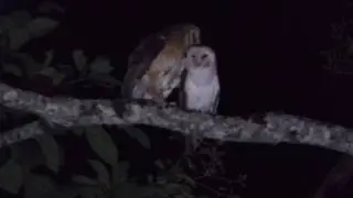 Tyto alba
