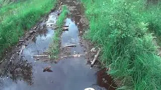 Коровьи говна
