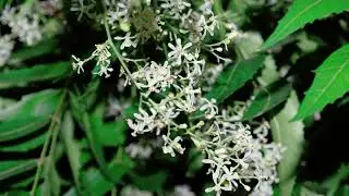 COME USARE EQUISETO E NEEM PER LA DIFESA DELLE PIANTE