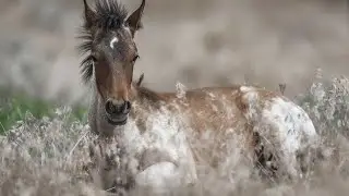 Onaqui Wild Horses: Legacy of the Wild - New Discoveries Unveiled (Part 3)