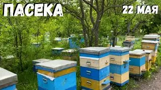 Пасека 22 мая. Планы на день