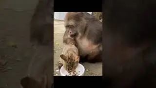 Однорукая обезьяна Сансин в Китае.