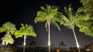 Take a tropical plant nighttime walk with me