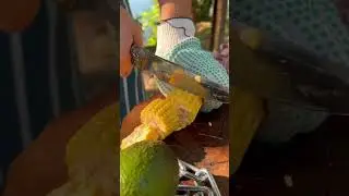 Домашний скорпион, который может ВСЁ 🦂 