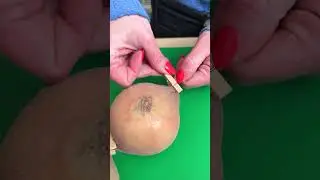 Store onions in pantyhose to keep them fresh longer! 