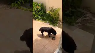 У НАС ТУТ НОВАЯ ПОДРУГА, СОСЕДКА МАНЯ 😄