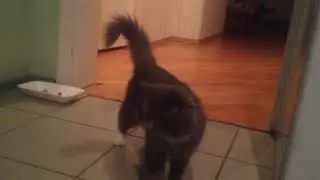Тренировка Алисы:))) Смешное видео, видео прикол:)