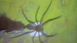 ARAÑA CAZADORA DE 20 CM