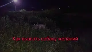 Как вызвать собаку желаний