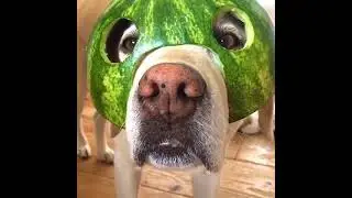 Cute dogs