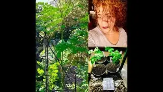 How To Plant Moringa Seeds & Seed Give-Away - CLOSED!!!!!
