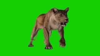 Green Screen - Many Wild Animals
