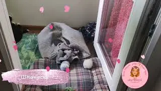 😁Я не могу с него, вы только посмотрите 👀🐱