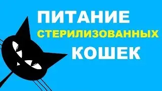 Feeding Sterilized Cats: Tips for Choosing Food