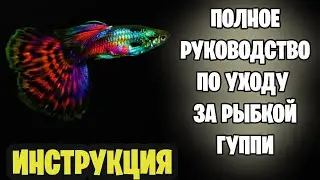 🔥 Этот совет по уходу за рыбками гуппи повергнет вас в шок! 🔥 