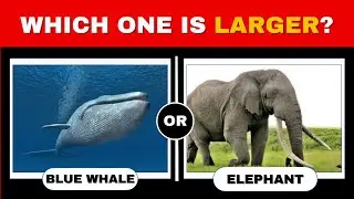 Do You Know the Answer? 🤓🧠🤯 Play This General Knowledge Question Challenge