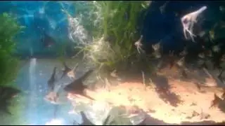 мальки скалярий 55 дней