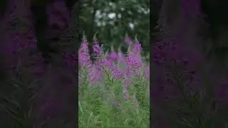 Июльские поля иван-чая