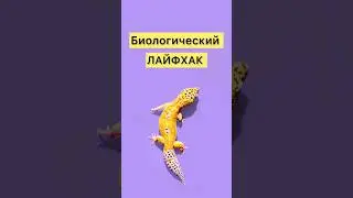 ЛАЙФХАК О РЕПТИЛИЯХ