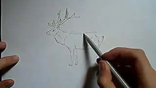 Видео: как нарисовать оленя?