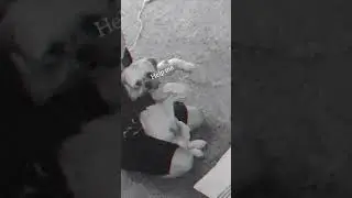 Dog is suffering lol