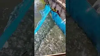 Wow!Amazing catch #fishing #amazingfishing #fish #adventure #travel ##angler #fishingtips #travel