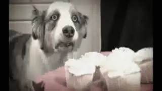 stains the dog has a vietnam flashback