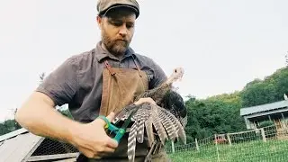 Clipping the Turkeys Wings