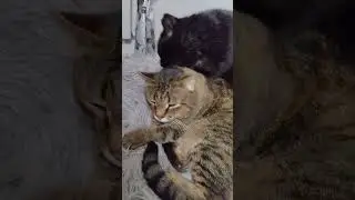 Стирка кота Хвостика.