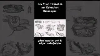 Dev Yılan Titanaboa nın Kalıntıları Bulunuyor #gizemlervebilinmeyenler #youtube #youtubeshorts