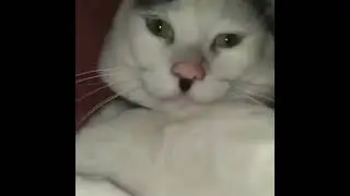 Gato Con ideologias nacionalistas (Naz1)