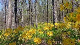 NATURE SOUND RELAXATION - SOOTHING FOREST BIRDS SINGING - RELAXING SLEEP SOUNDS WITHOUT MUSIC