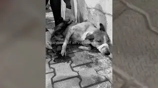 The poor pregnant dog was lying by the side of the road when a car r.an over her