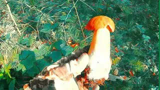 Белые в городе! 🍄🍄🍄 ГРИБ-СТРАУС и МАСЛЁНОК-ВЕЛИКАН.