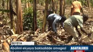 Abalimi ekyeya bakisalidde amagezi