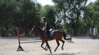 Продам конкурную лошадь. Дангер, 2012.