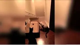 Он сказал, поехали!
