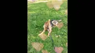 #собакадругчеловека