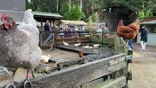 clucking chickens at the Little Farm