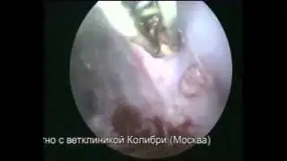 Торакоскопия у кота  Хилоторакс  Плевродез www.endovet.tv