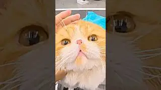 Exotic Shorthair Grooming