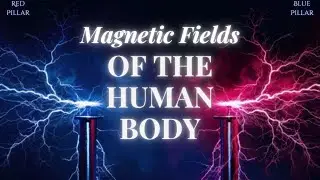 Red and Blue Pillar - Magnetic Fields of the Human Body