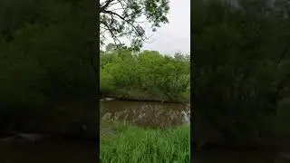Очень много зелени. Теплая весенняя погода в Кипарисово. Май 2023.