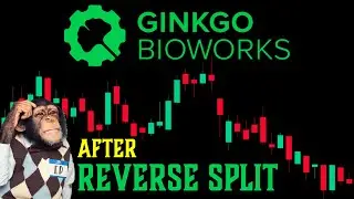 Ginkgo Bioworks Levels After Reverse Split