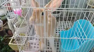 저의 집 토끼 님