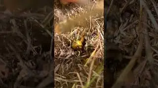 Собираем мед у самых небес.