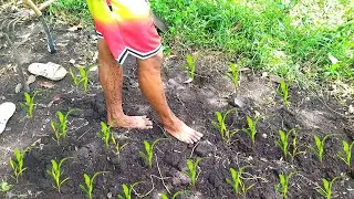 PLANTING corn our own way | Pagtatanim ng mais sa aming bakuran | Simple way | wethink planting