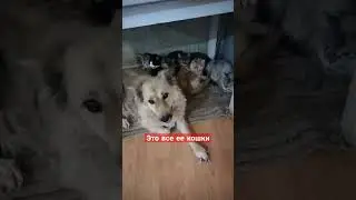 #милота