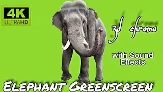 Elephant green screen 4k hd chroma 3d |  green screen elephant 4k hd chroma 3d